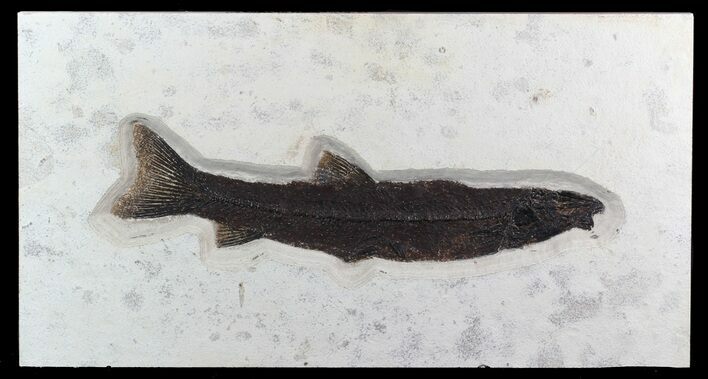 Rare, Long Notogoneus Fish Fossil - Wyoming #47549